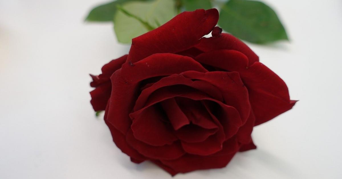 Des violences conjugales au lendemain de la Saint-Valentin