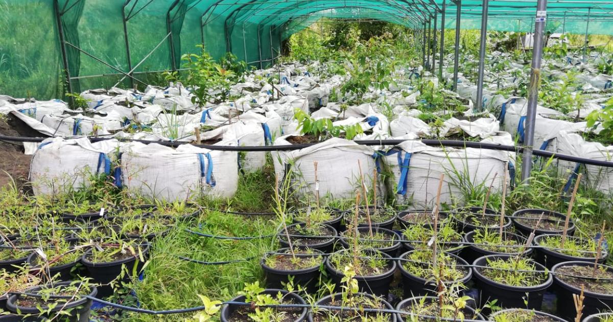 Le génie des plantes pour lutter contre l'érosion et le risque d'inondation