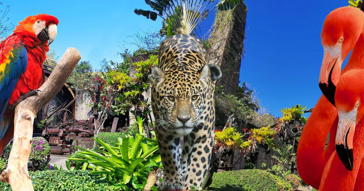 Le zoo de Martinique rouvre ses portes pour les vacances de Pâques