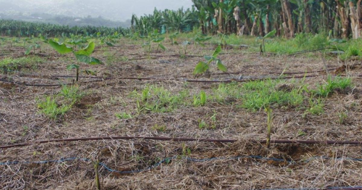 Les agriculteurs peuvent faire leur demande d’indemnisation pour calamité agricole