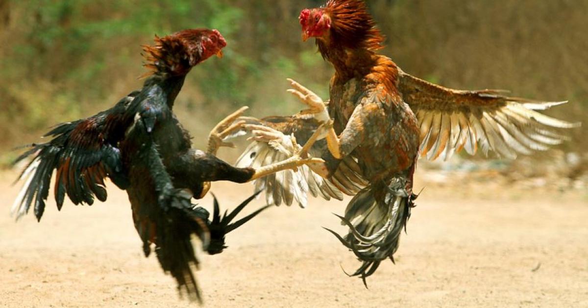     





Les pitts fermés durant la période du couvre feu




