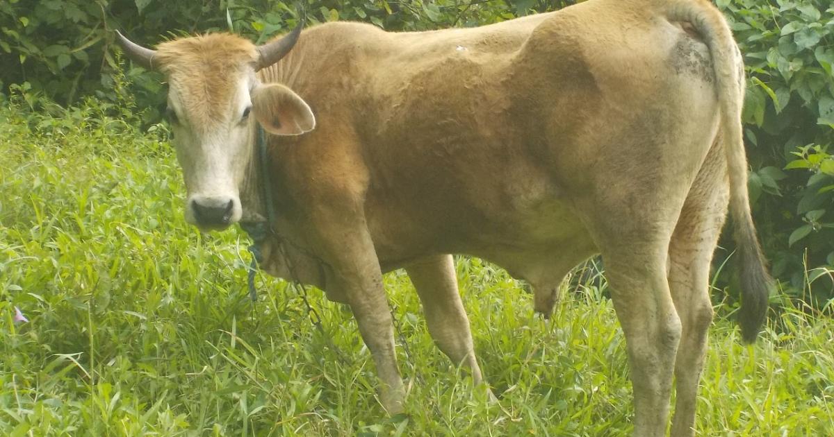 Les éleveurs durement frappés par la sécheresse