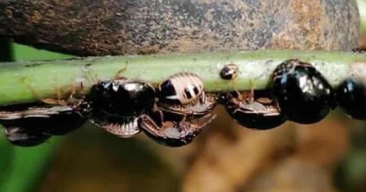     





Une punaise envahissante détectée pour la première fois en Guadeloupe




