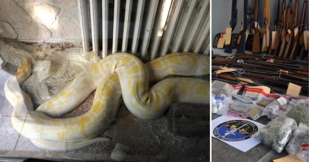     





Un trafic de drogues, d'armes et de serpents en provenance de Guadeloupe




