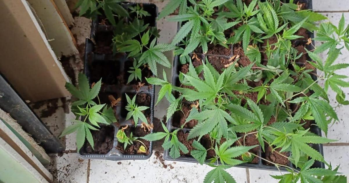 Un trafiquant écroué après la découverte d'une culture de drogue