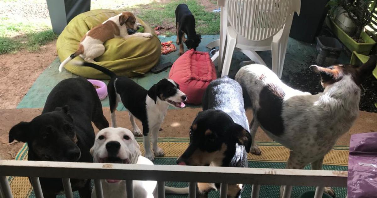 Abandon d'animaux domestiques : les associations s'inquiètent à l'approche des vacances