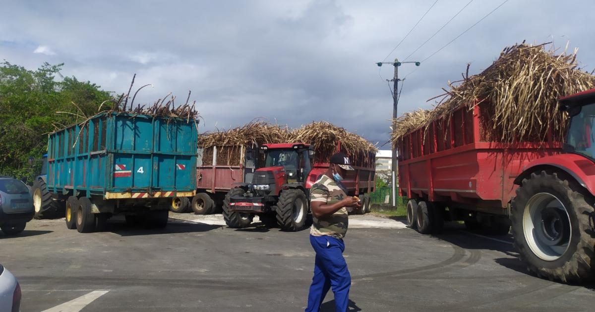     





La récolte de cannes continue de régresser en Guadeloupe




