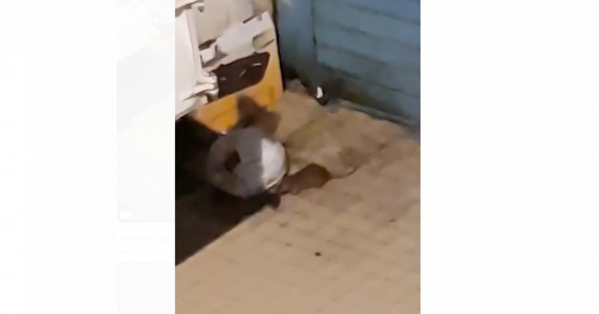     





Recrudescence de rats dans les rues de Fort-de-France 




