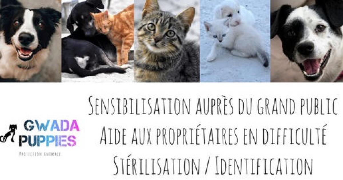     





Gwada Puppies : la protection animale le défi de tous 




