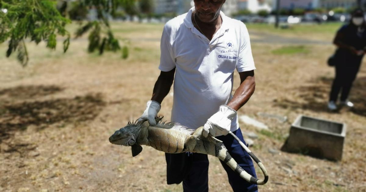Le Carbet des Sciences organise une exposition sur les iguanes de la Martinique