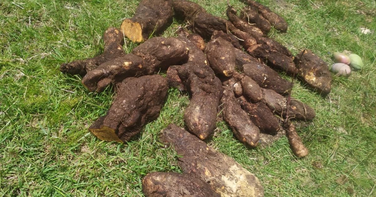 La récolte du trésor de l'igname diable, une aventure marie-galantaise