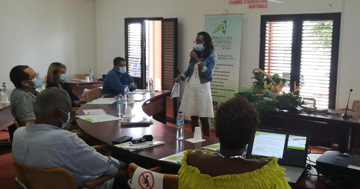 Une centaine de projets présentés pour la sécurité alimentaire et la relance agricole en Martinique