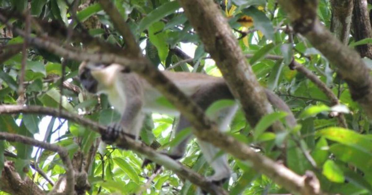     





Les singes verts sont-ils toujours là ?




