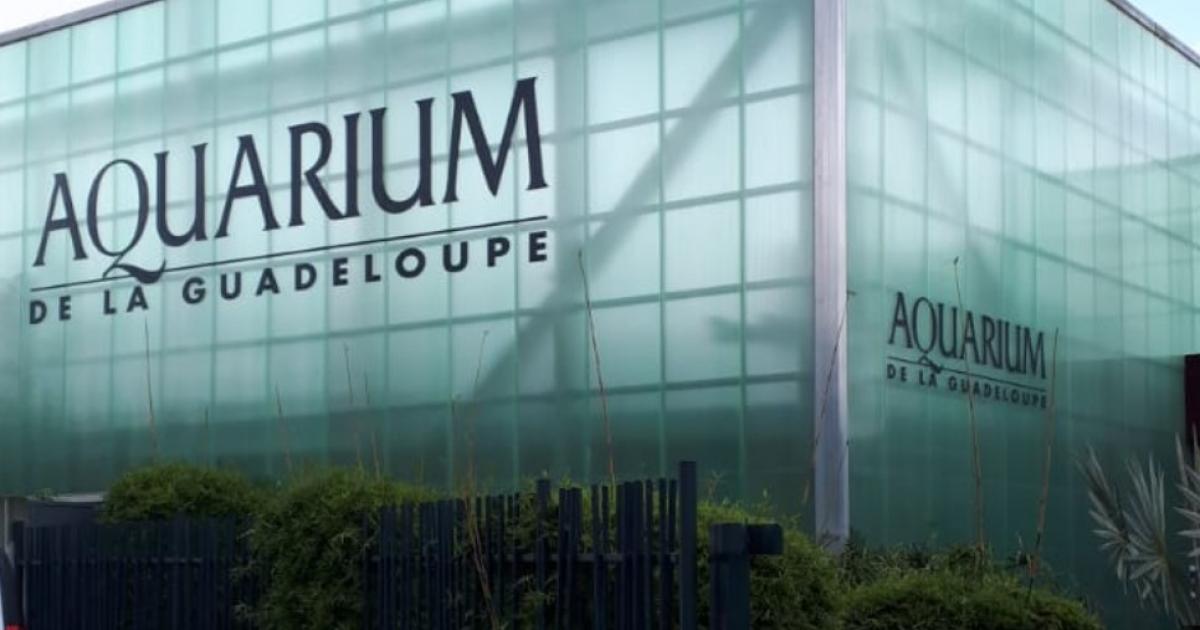 L'aquarium ouvre ses portes avec de nouvelles espèces