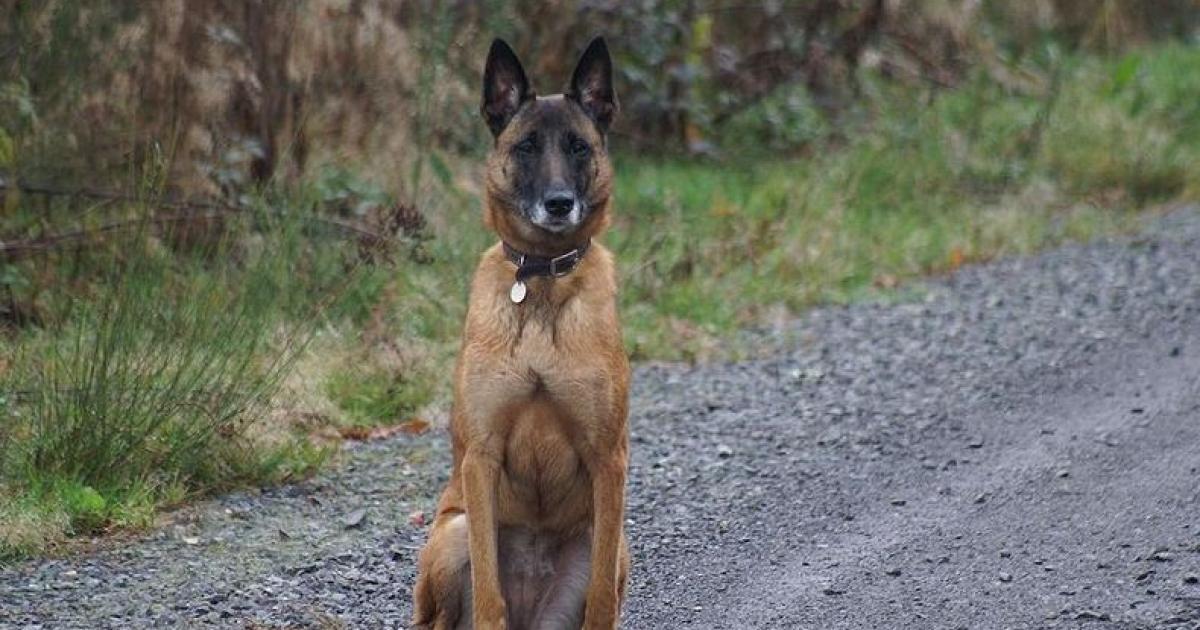     





Une septuagénaire violemment mordu par un chien à son domicile




