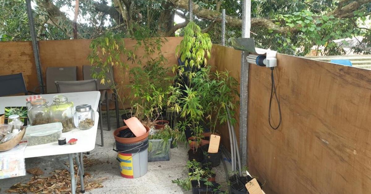 Une plantation de cannabis saisie chez un particulier à Baillif