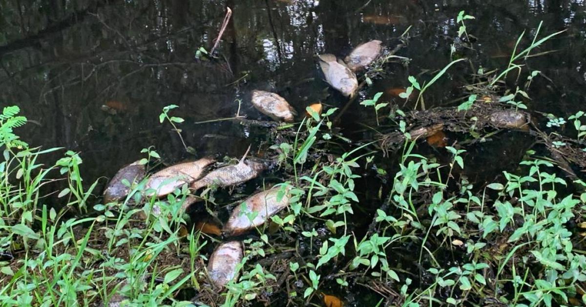 Mystère autour de poissons morts à Sainte-Anne