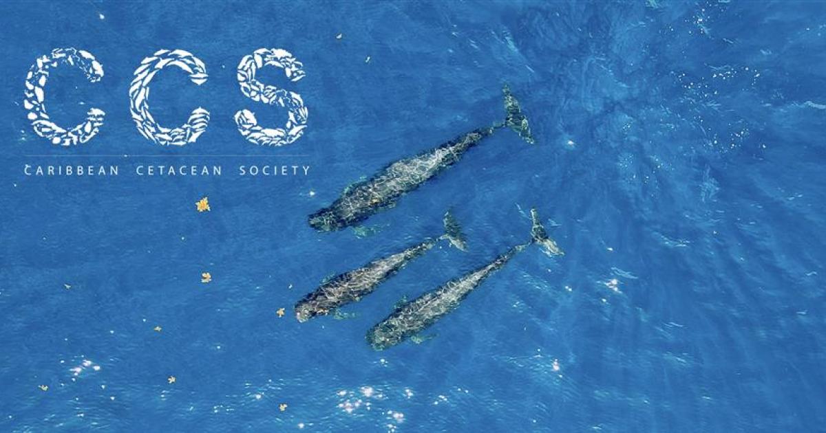 Caribbean cetacean society : l’association qui suit et protège les cétacés