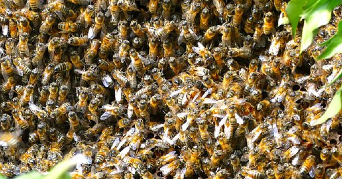     





Attaque d'abeilles sur le chantier du futur CHU aux Abymes 




