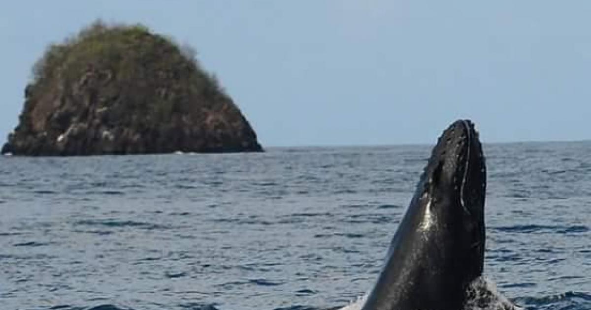 Le vrai du faux : la baleine à bosse qui nageait sur les réseaux sociaux