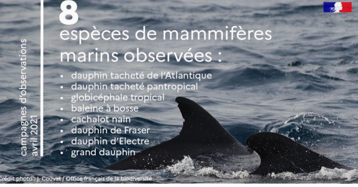 Une nouvelle campagne pour protéger les cétacés de la Caraïbe