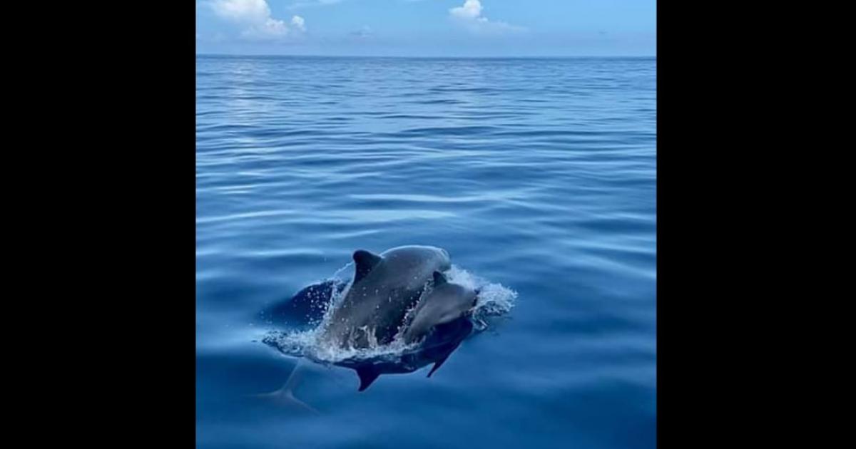 Aujourd'hui, c'est la journée mondiale du dauphin !