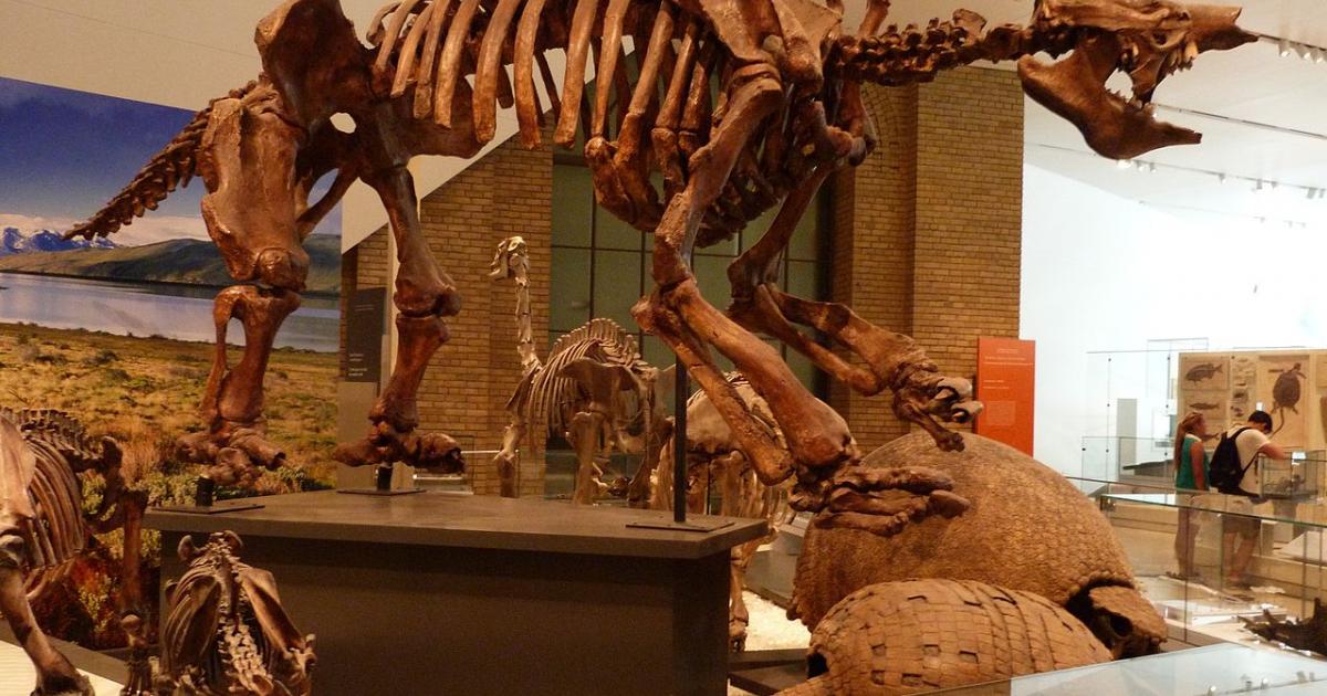 Un énorme fossile de paresseux découvert en Guyane