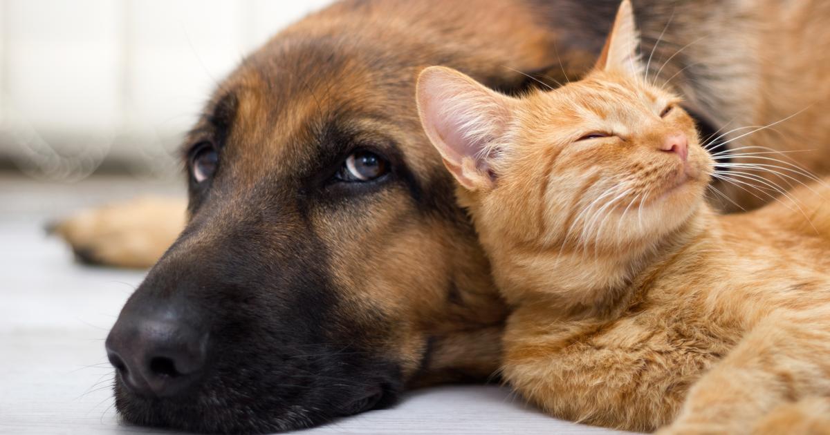 Animaux de compagnie : une aide pour faire stériliser et identifier ses chiens et chats