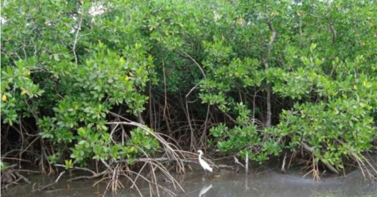 La Fondation du Patrimoine récompense un projet de renaturation de la mangrove du Morne Cabri au Lamentin