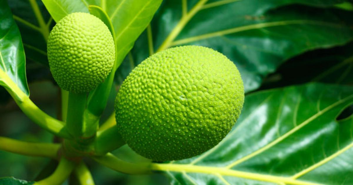 La recette traditionnelle de la soupe de fruit à pain