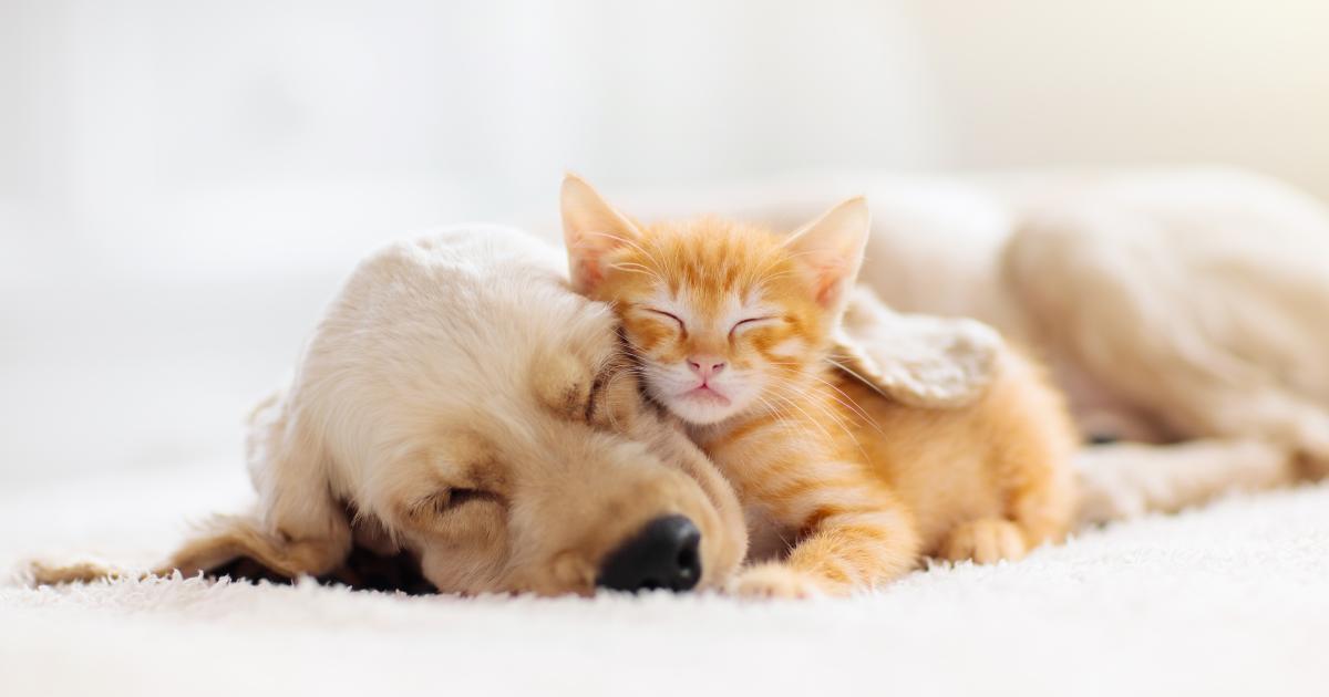 Les Martiniquais ont de plus en plus d'animaux domestiques ... qu'ils abandonnent