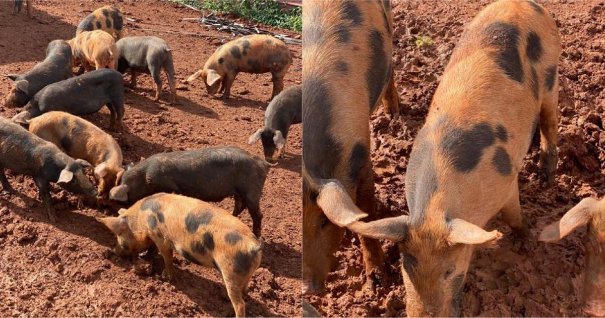 Le cochon créole, star des tables de noël