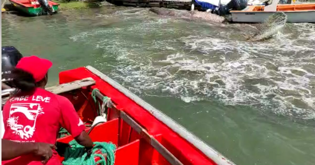     





[VIDÉOS] Une baleine à bosse meurt en baie de Fort-de-France




