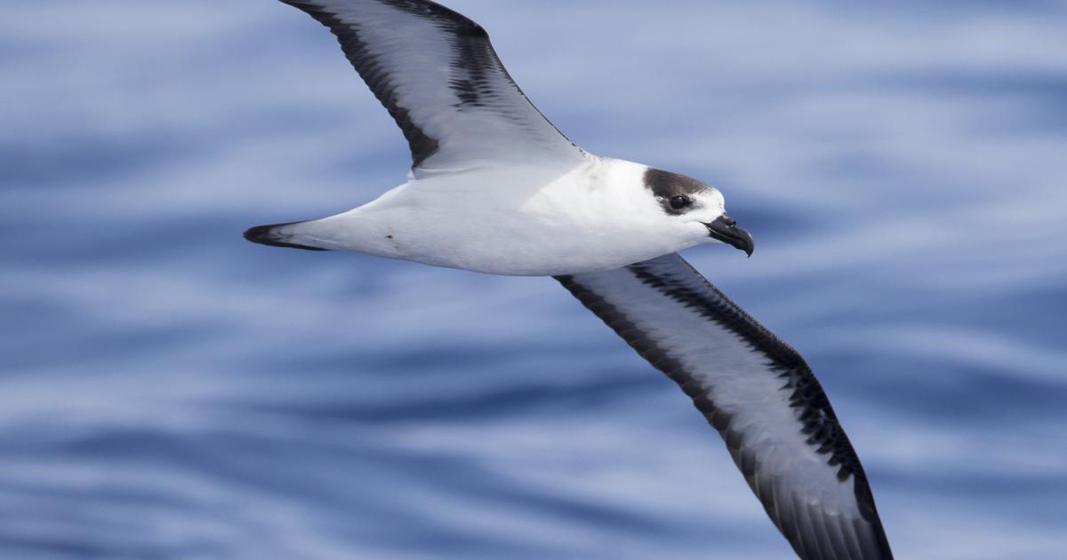 Le Pétrel Diablotin menacé d'extinction sur la liste de l'UICN