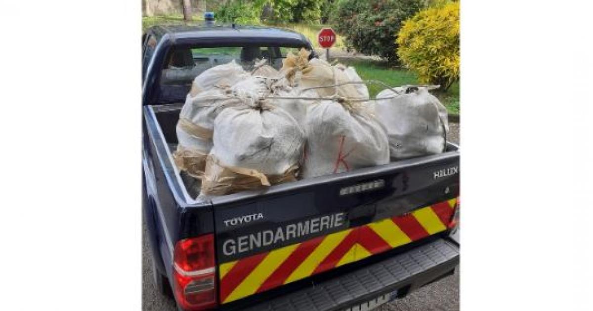     





250 kilos de cannabis saisis à Schoelcher par les gendarmes




