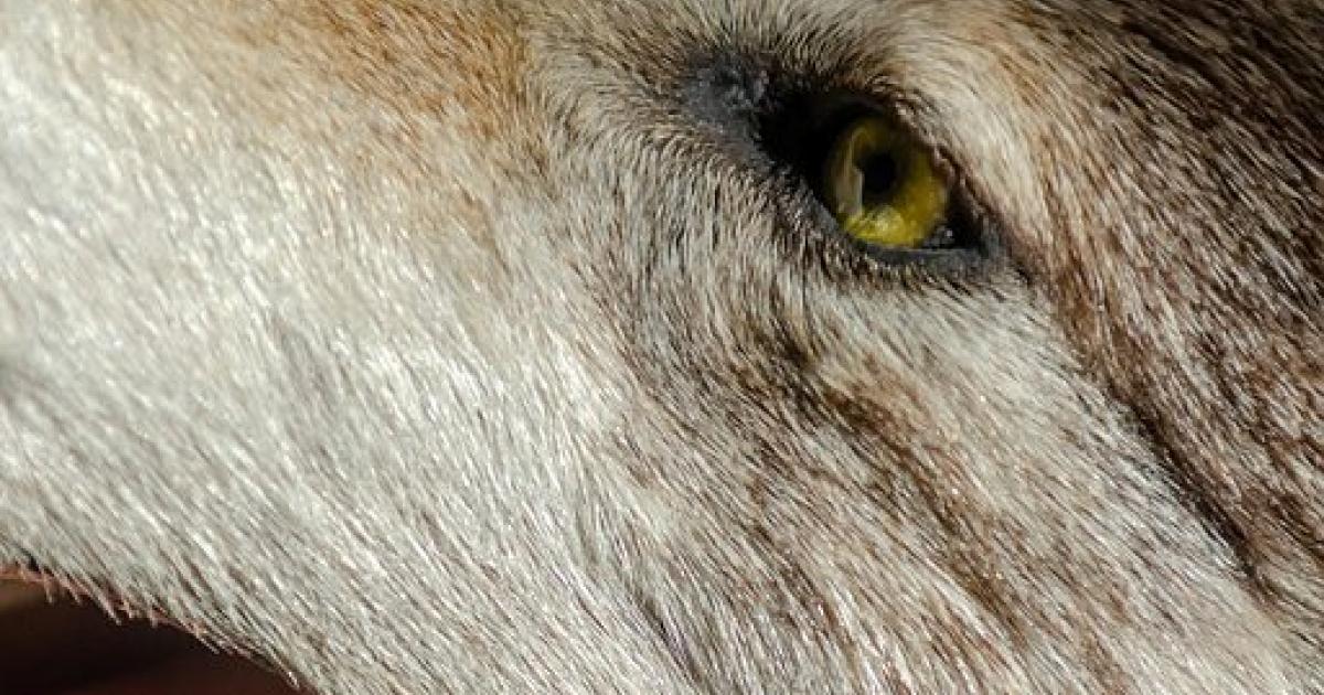     





Attaque de chiens à Vieux-Fort : le maire prend des mesures 





