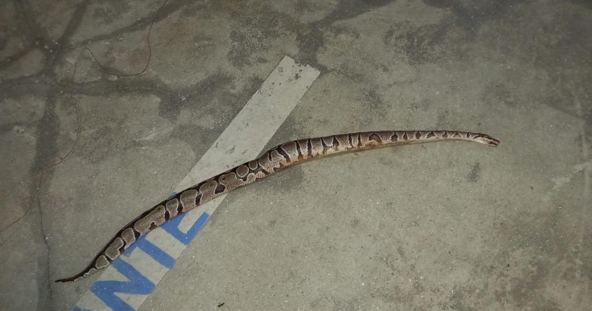 Un python royal découvert à Deshaies