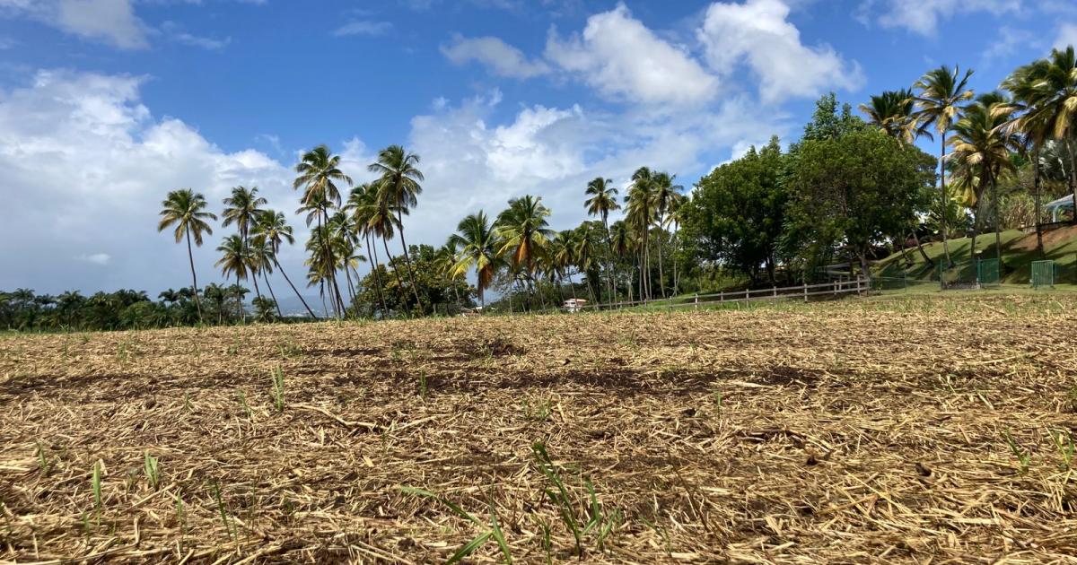 L'agriculture et la pêche vont mal en outre-mer
