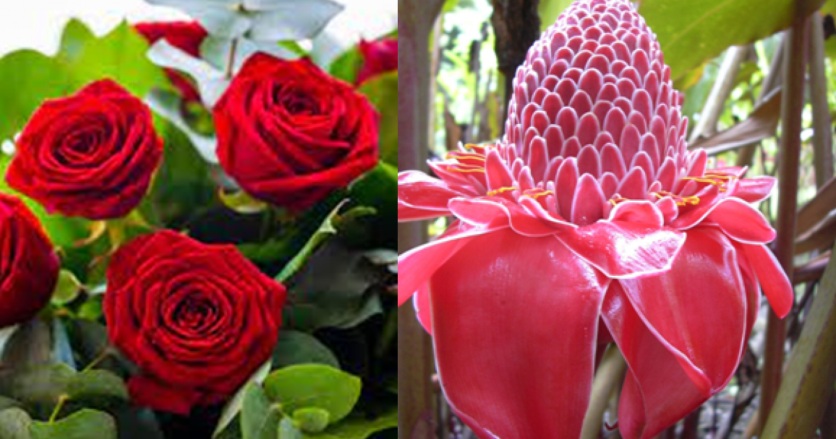 Saint-Valentin : d'ici ou d'ailleurs, les fleurs restent un classique