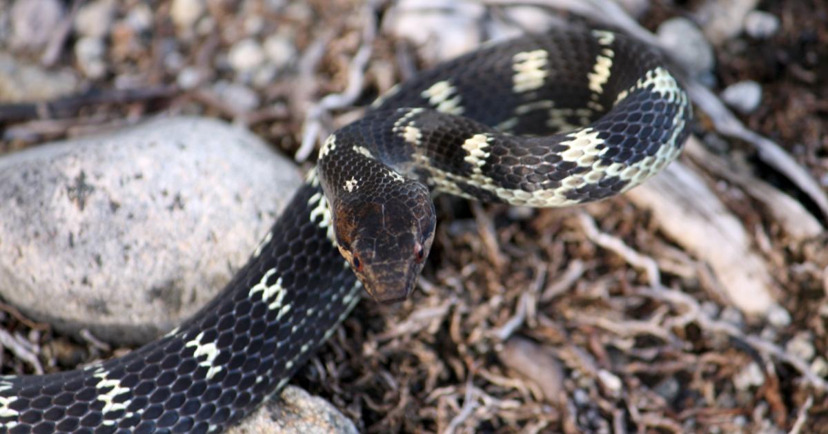 Couresses des Antilles : chaque observation compte pour sauver ces espèces de l'extinction