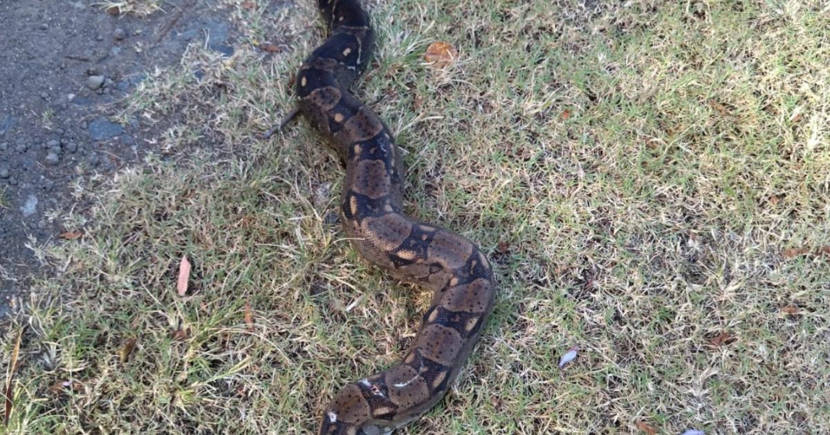 Un python royal de 2 mètres à Pointe-Noire