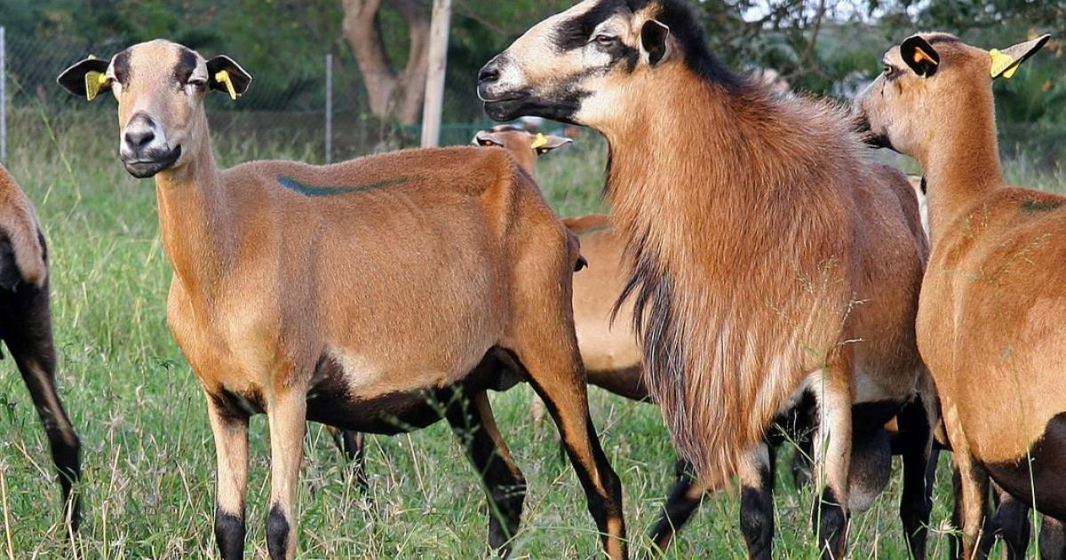     





Le SMTVD va utiliser des moutons pour entretenir certains sites




