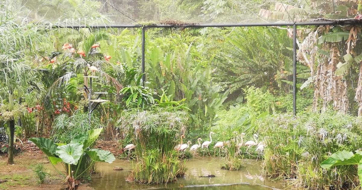 Les nouveaux flamants des Caraïbes sont arrivés à Valombreuse