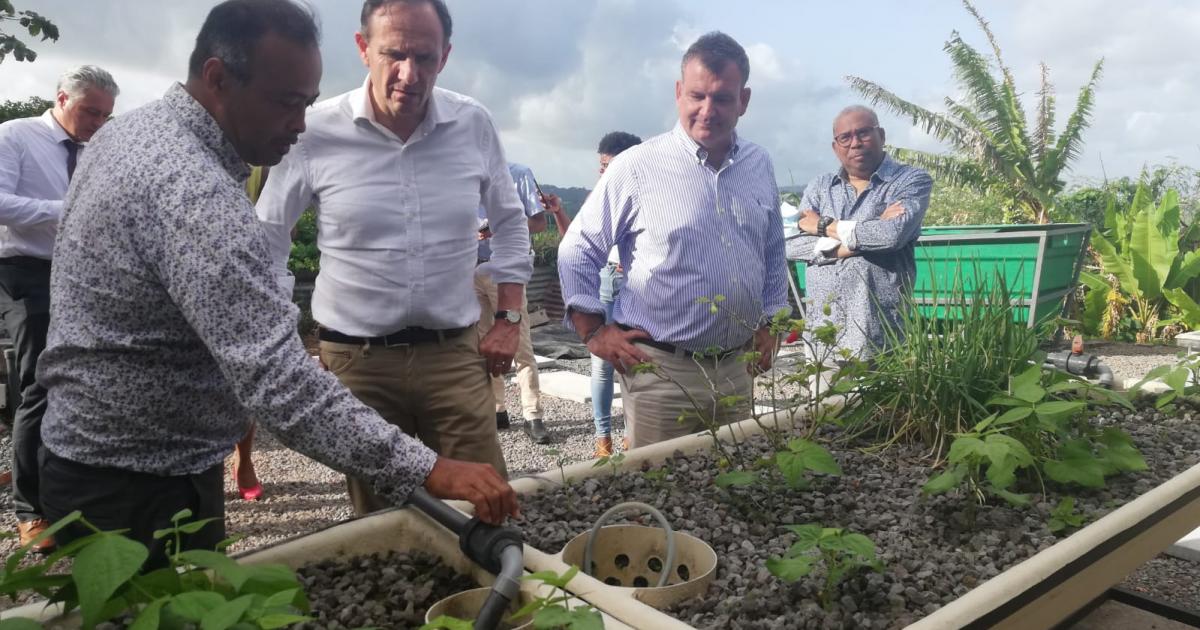Aquaponie : une alternative pour l'agriculture en Martinique ?