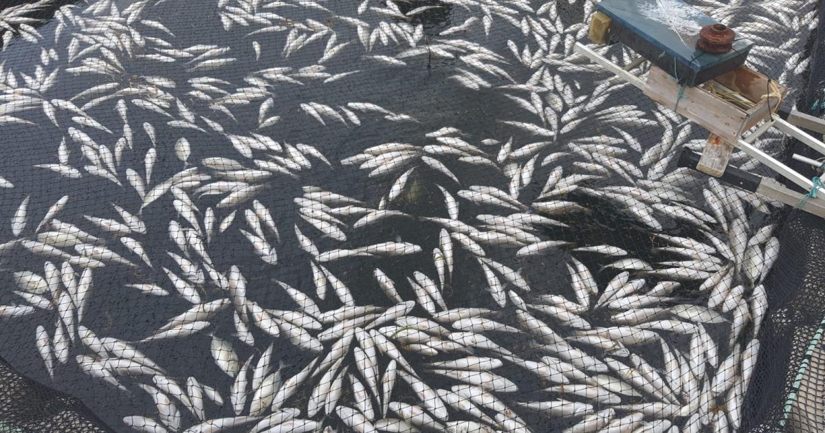Des milliers de poissons morts dans un élevage au François