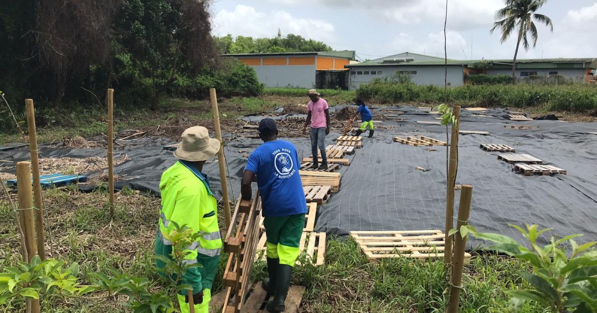 Des salariés nettoient et replantent des arbres dans la mangrove de Morne Cabri