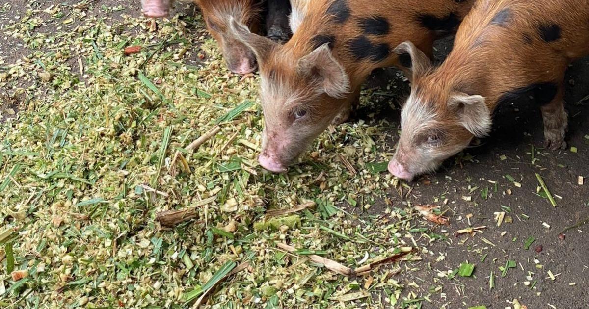Peste porcine africaine : début de la campagne de prévention et de sensibilisation en Martinique