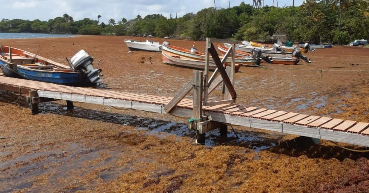    





Arrivage de sargasses : le ras-le-bol des riverains et des professionnels de la mer




