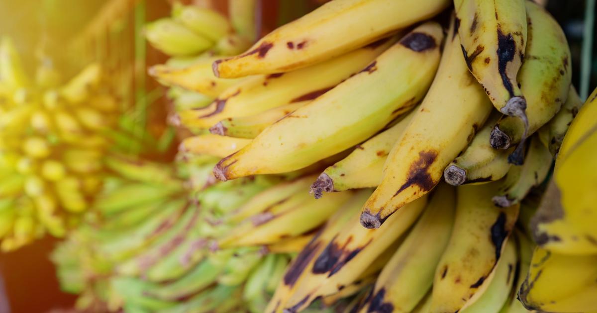 Un régulateur de croissance interdit pour les bananes, utilisé en Martinique ?