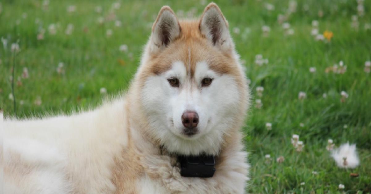 Un enfant de 9 ans grièvement blessé par un chien à Baie-Mahault